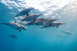 dolphins-encounter-mauritius