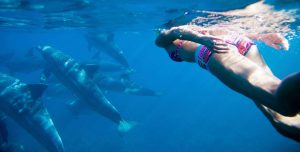 dolphins-mauritius
