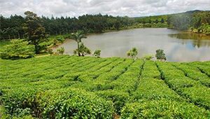 tea-plantation-mauritius