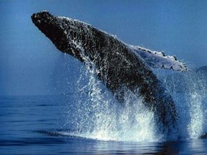 whales-encounter-mauritius