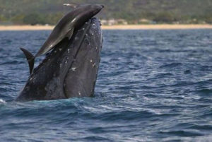 Dolphins-and-whales-mauritius
